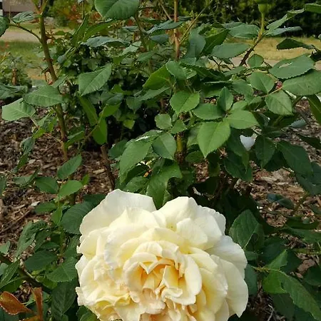 Vendégház Hanni 3*